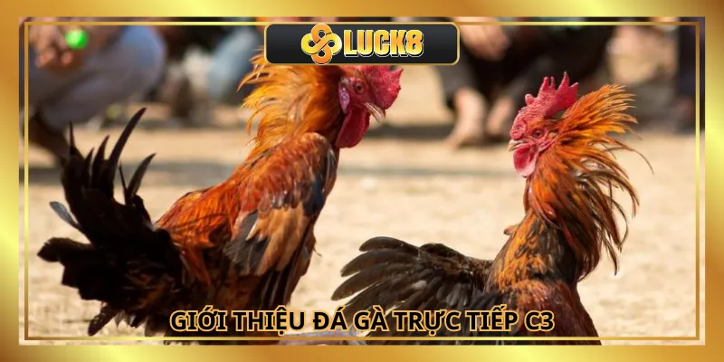 Đá gà trực tiếp C3 là bộ môn giải trí cá cược hấp dẫn